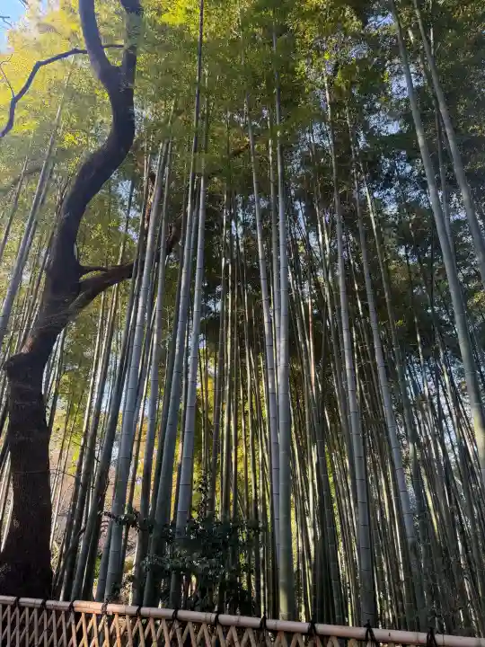 大宮八幡宮の{uncategorized: "未分類", other: "その他", undefined: "問題あり", building: "その他建物", grave: "お墓", sacred_gate: "鳥居", guardian: "狛犬", statue: "像", buddha: "仏像", history: "歴史", nature: "自然", garden: "庭園", animal: "動物", pagoda: "塔", temizu: "手水舎", mountain_gate: "山門・神門", sanctuary: "本殿・本堂", subordinate: "末社・摂社", art: "芸術", scenery: "景色", jizo: "地蔵", ema: "絵馬", goshuin: "御朱印", omikuji: "おみくじ", items: "授与品その他", amulet: "お守り", goshuincho: "御朱印帳", eats: "食事", festival: "お祭り", votive_dance: "神楽", shichigosan: "七五三参", wedding: "結婚式", experience: "体験その他", initially: "初詣", around: "周辺", anti_infection: "感染症対策"}