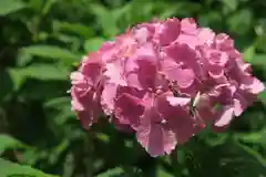 藤森神社の自然