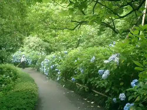 明月院の庭園