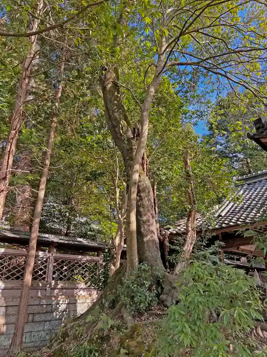 波多岐神社の自然