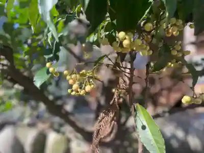 浅間神社の自然