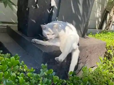 城岡神社の動物