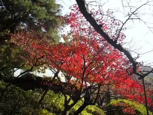 浄光明寺の自然