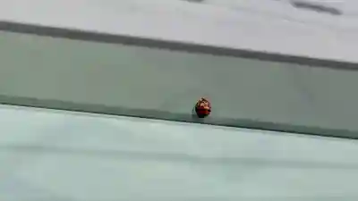 川村稲荷神社(北海道)