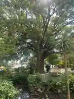 教興寺(大阪府)