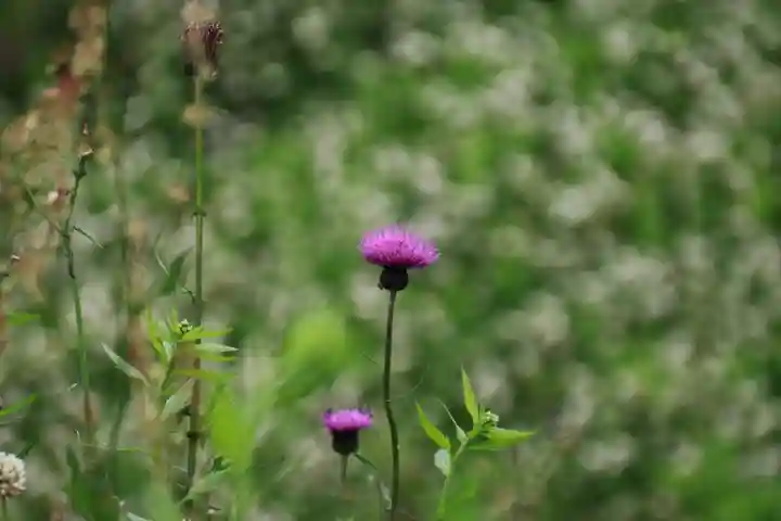 大六天麻王神社の自然