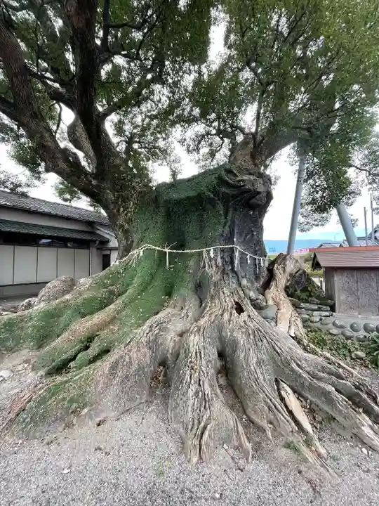 隠家の森の自然