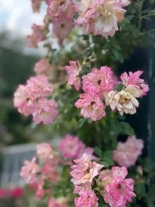 曽我浅間神社の自然