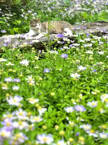 修那羅山安宮神社(長野県)