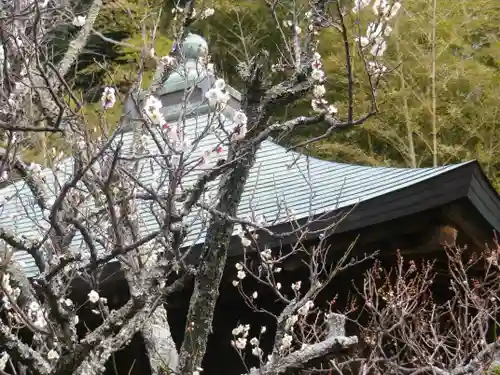 浄光明寺の自然