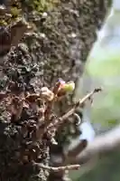 夜疑神社(大阪府)