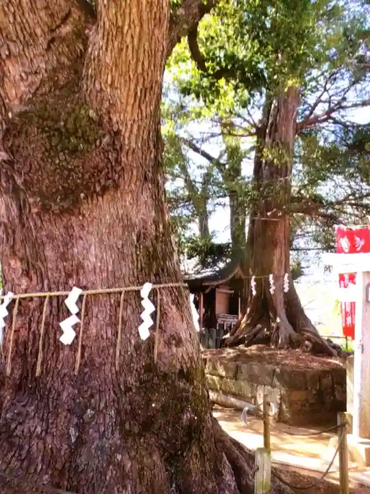 諏訪神社(東京都)
