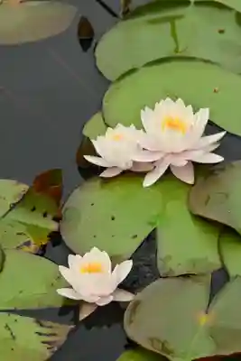 黒澤大師(徳島県)