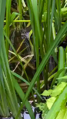 宝蔵寺(京都府)