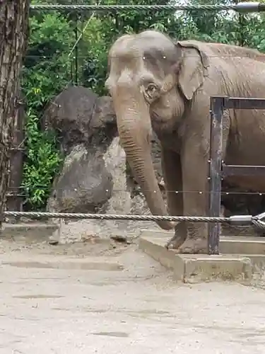 寛永寺不忍池弁天堂の動物