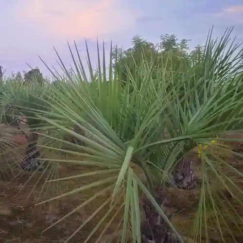 鈴置神社（矢合）の自然