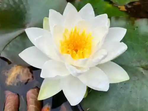 真言宗　善通寺派　薬王寺(香川県)