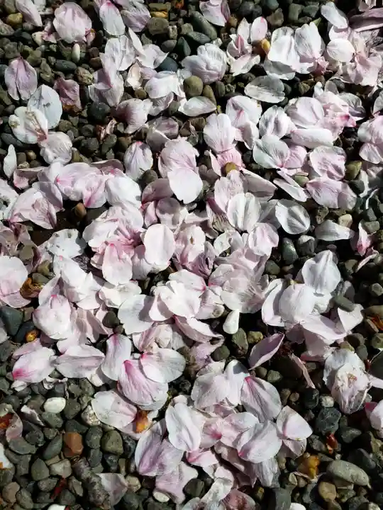 東郷神社の自然