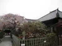地蔵院(椿寺)の庭園