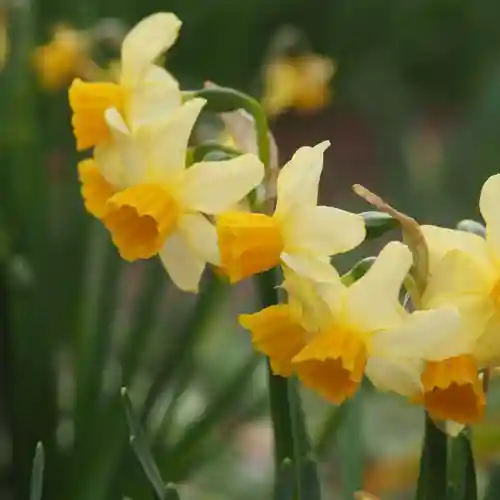 天王山 安楽寺(福井県)