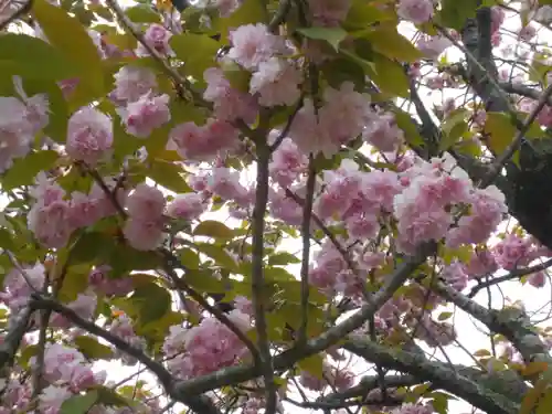 極楽寺（霊鷲山感應院極楽律寺）の自然