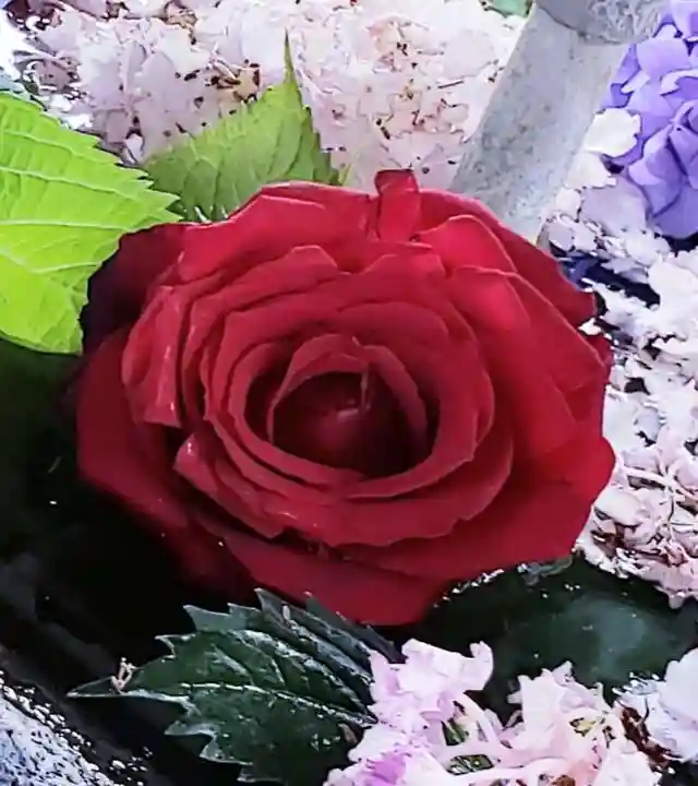 鳩森八幡神社(東京都)