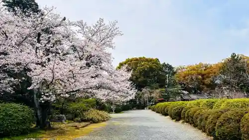 隨心院の御朱印