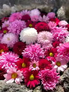 伊達神社の手水舎(2021年11月20日(土) 10時50分37秒投稿)