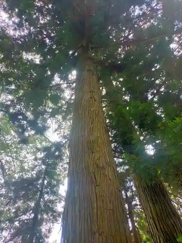 菅布禰神社の自然