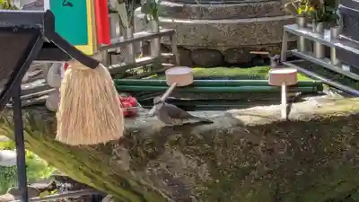 釋迦院（釈迦院）の動物