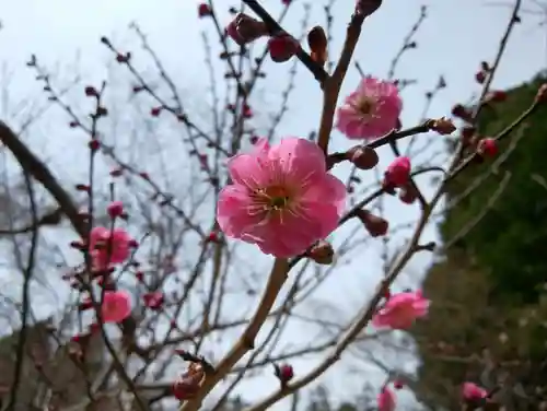 北海道神宮の自然