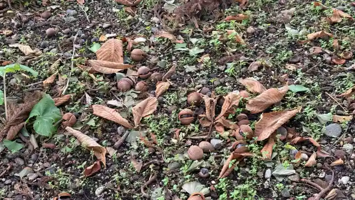 一本木稲荷神社(北海道)