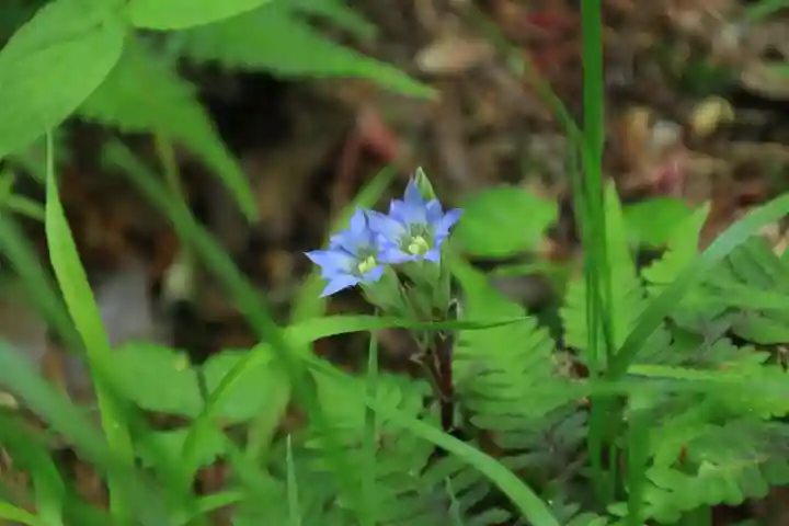 三春大神宮の自然
