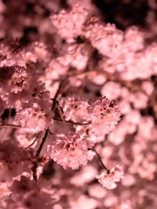 平安神宮(京都府)