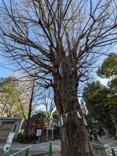 鳩森八幡神社の自然