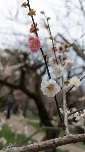 北野天満宮(京都府)