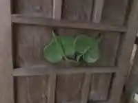 阿志都彌神社の芸術