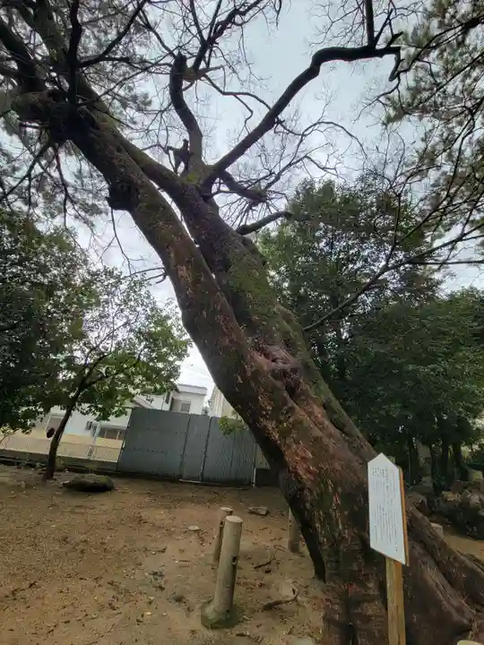 弓弦羽神社の自然