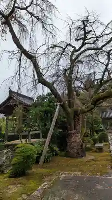 西迎寺(京都府)