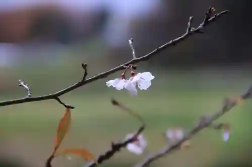 鹿島大神宮の自然
