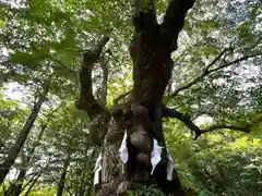 熊野皇大神社の自然