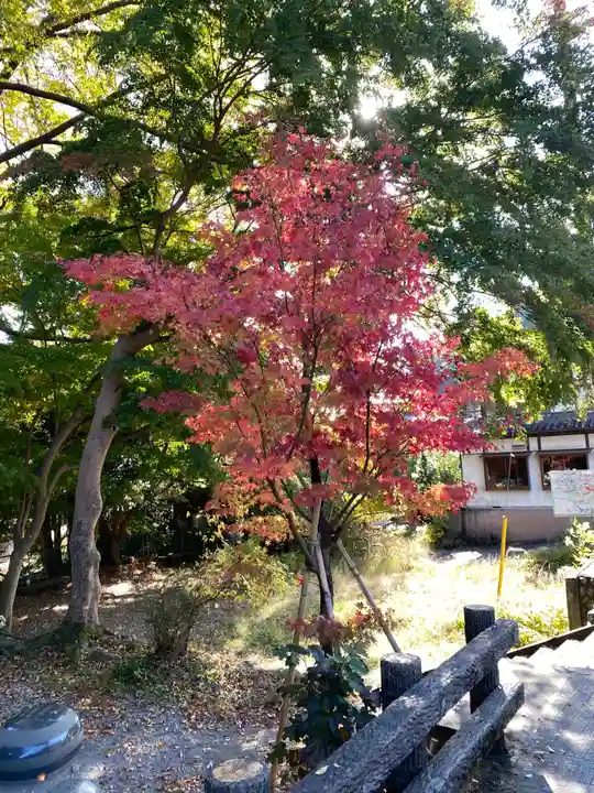高尾山麓氷川神社の自然