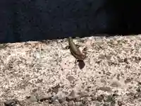 不老神社(福井県)