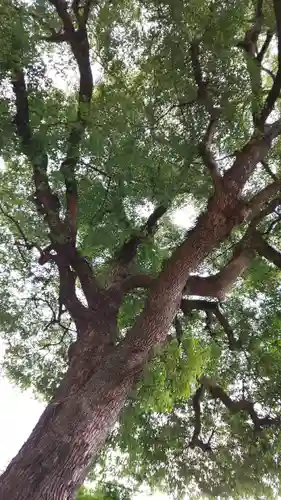 山王神社の自然