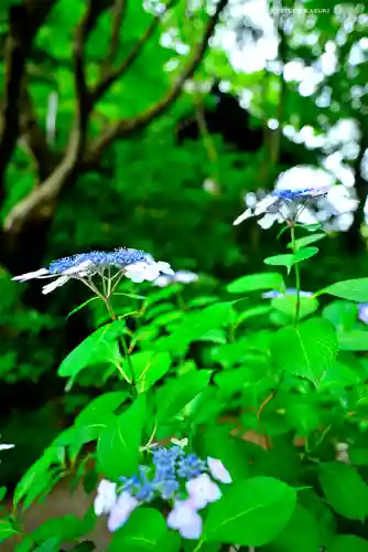 妙本寺(神奈川県)