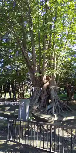 美幌神社の自然