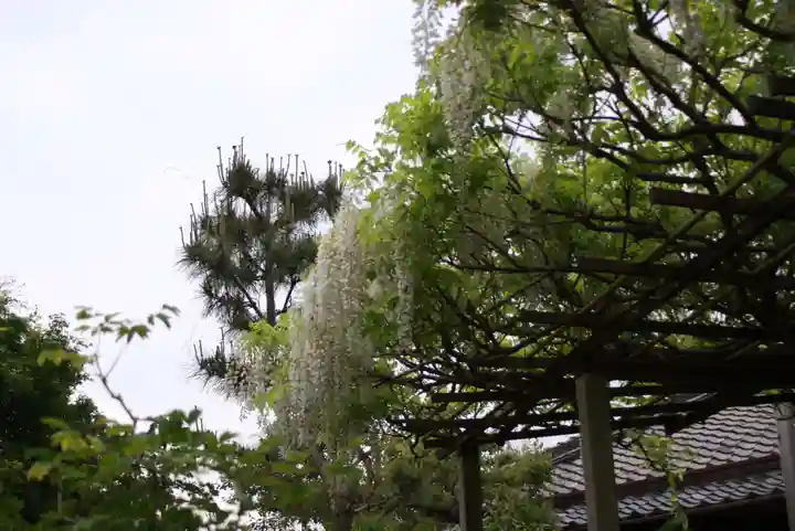 石光寺(奈良県)