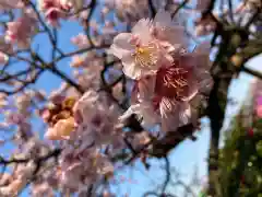 西新井大師総持寺の自然