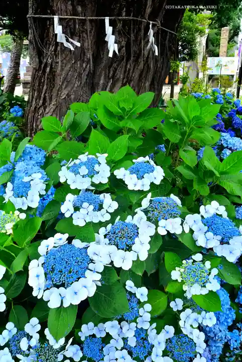 磐井神社(東京都)