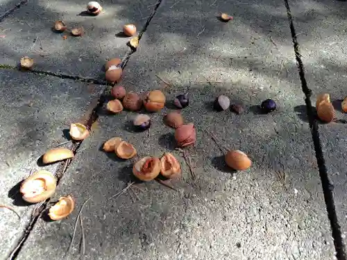 妹背牛神社の自然